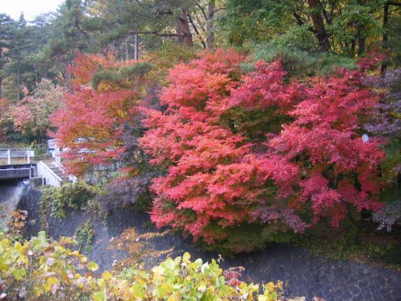 河口湖の紅葉の風景２