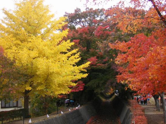 河口湖の紅葉の風景３