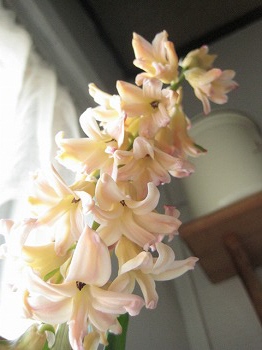 2011　ヒヤシンス