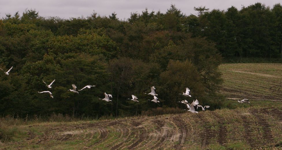 IMG_0823 (1)丹頂鶴の群れ.jpg