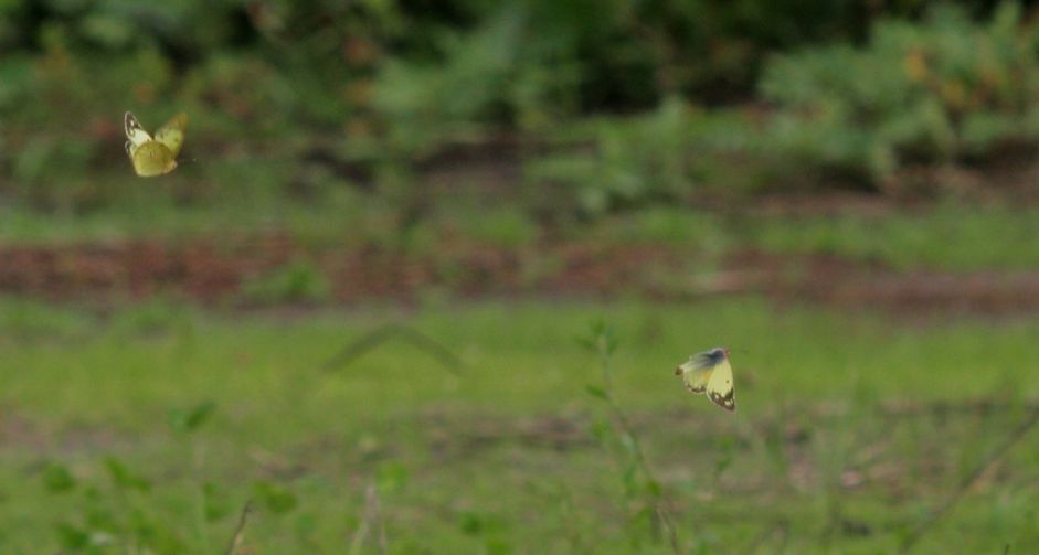 モンシロチョウ