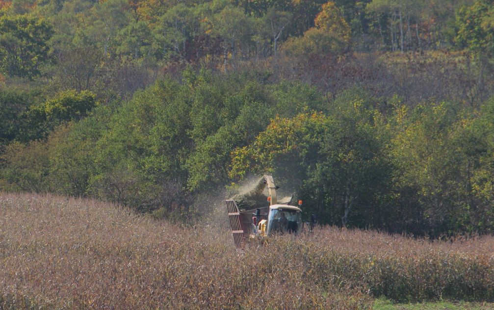デントコーン収穫