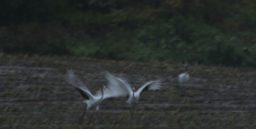 IMG_0914 (1)戯れ.jpg