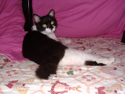 ふりかえり美猫？