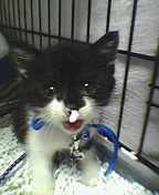 にゃにか付いてるにゃ～