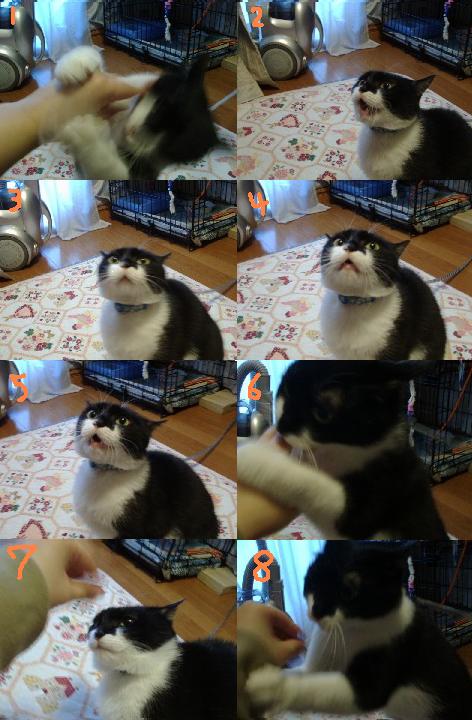 ヘビに威嚇ちぅ。。。