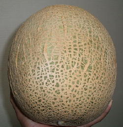 melon1