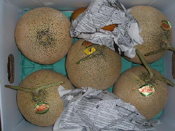 melon2