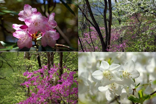 高山の花.JPG