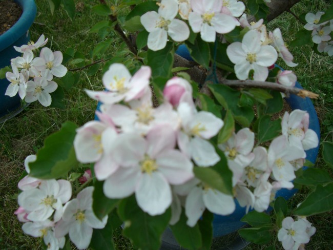 Cimg0258.jpg