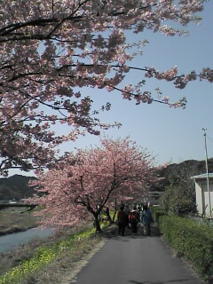 桜２