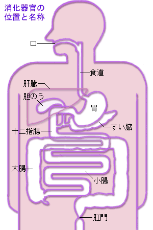 消化器