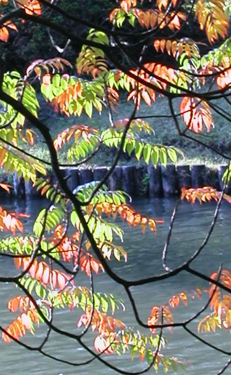 ハゼノキの紅葉　その二