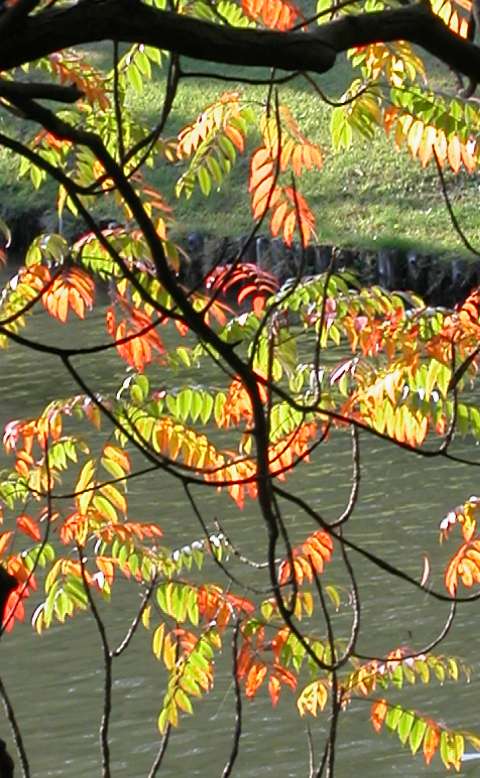 ハゼノキの紅葉　その三