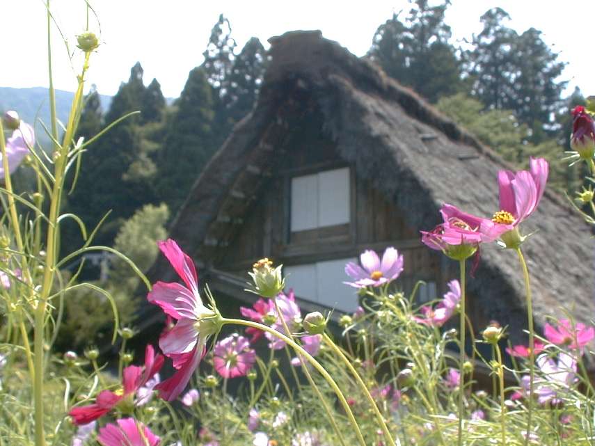 合掌造りとコスモス