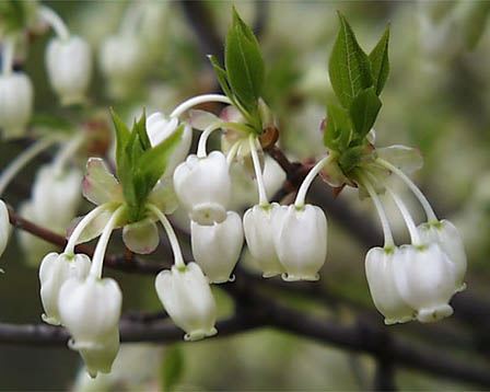 ドウダンツツジの花