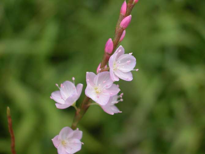 桜蓼