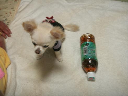 PICT0248.JPG