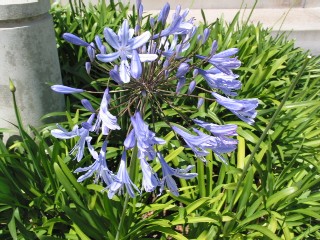 Agapanthus