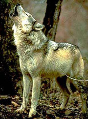 wolf0249.jpg