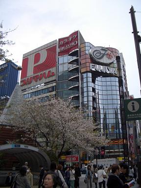 銀座の桜