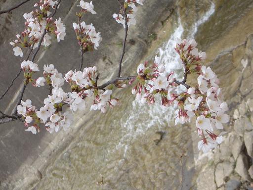 川沿いの桜