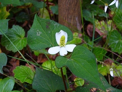 ドクダミの花