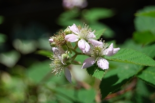 ブラックベリーの花