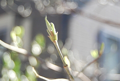 ハナミズキの新芽