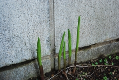 これはなんの芽？