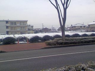 茶畑にも雪。