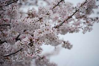 花曇りだよ・・・青い空の背景で撮りたかった。