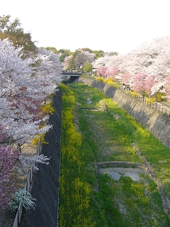 桜と菜の花