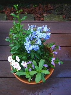 寄せ植え、開花。