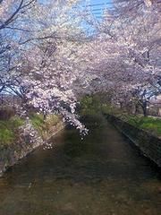 玉川上水と桜