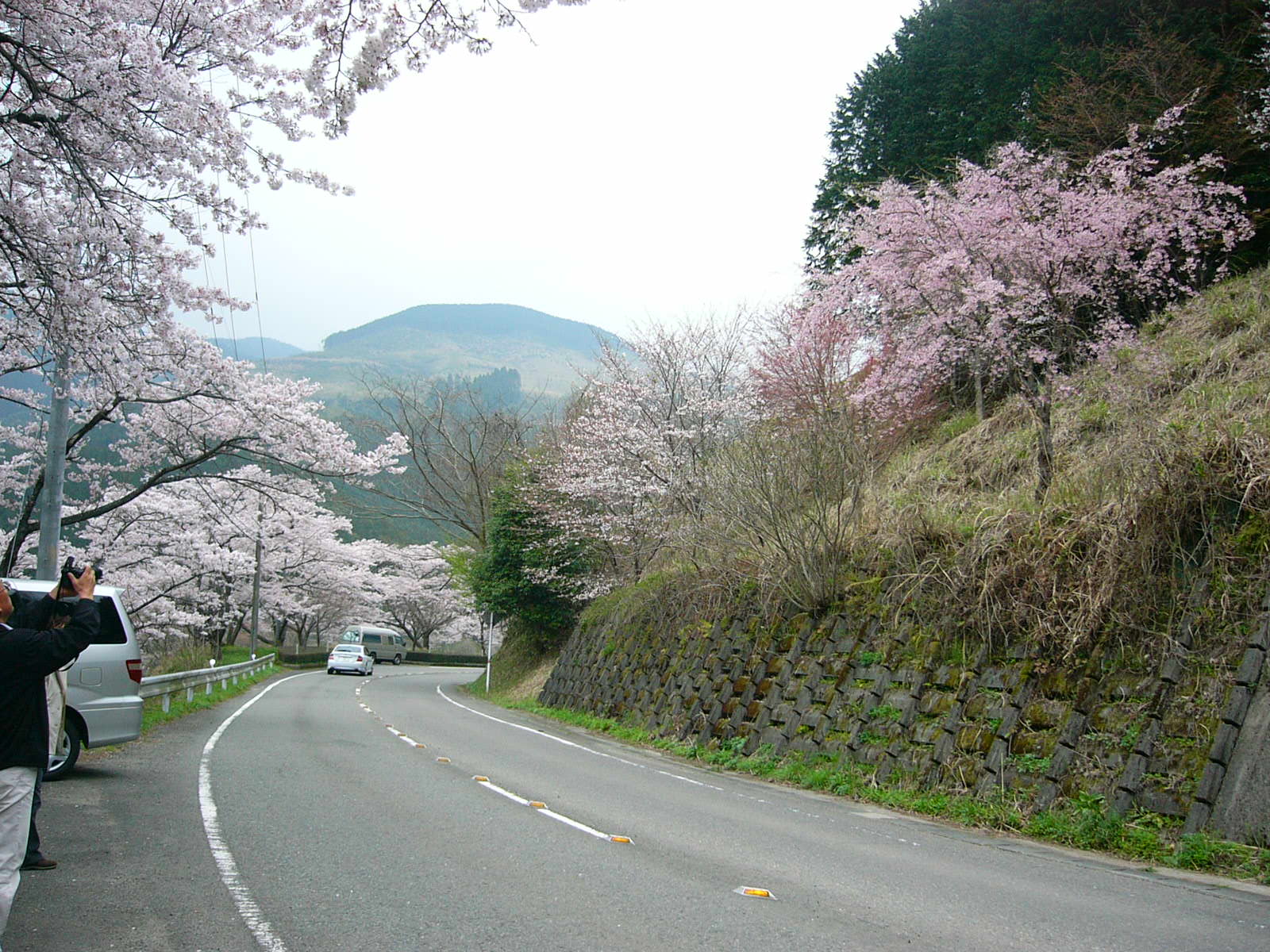 桜とコース