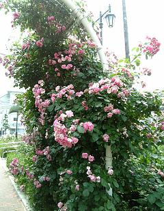 rose garden4a.JPG