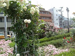 rose garden5.jpg