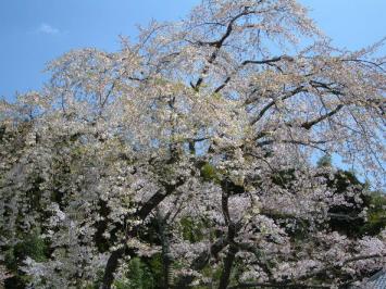 成願寺しだれ桜