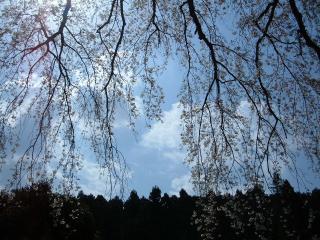 成願寺しだれ桜２