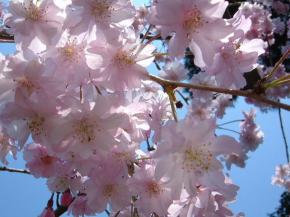 成願寺の桜