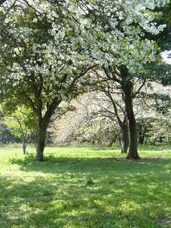 三舟山の桜