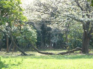 三舟山の桜２