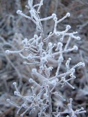 霧氷１