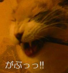 080318マタタビ４