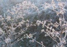 霧氷４
