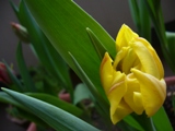 チューリップ黄色.jpg