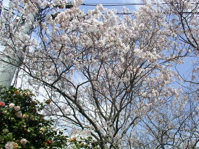 近所の桜２００８春