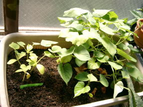 さつまいも・じゃがいもプランター