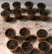 種まき用ポット